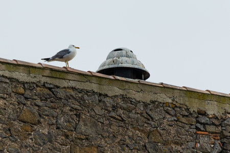A seagull is perched on a roof. The roof is made of stone and has a chimneyの写真素材
