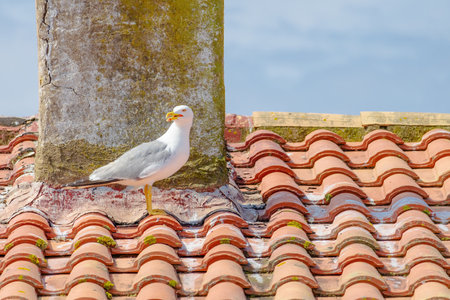 Baby seagull are perched on a red roof. The birds are small and fluffy, and they seem to be enjoying their time on the roof. The scene is peaceful and sereneの写真素材