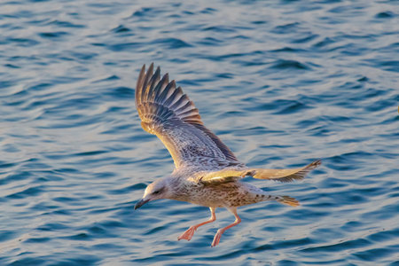 A seagull is flying over the water. The sky is a beautiful shade of orange and the water is calm