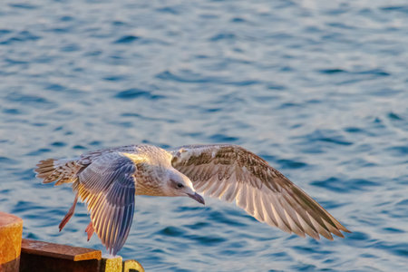 A seagull is flying over the water. The sky is a beautiful shade of orange and the water is calm