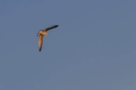 A seagull is flying over the water. The sky is a beautiful shade of orange and the water is calm