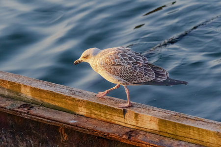 A seagull is standing on a wooden railing by the water. The bird appears to be looking out over the...