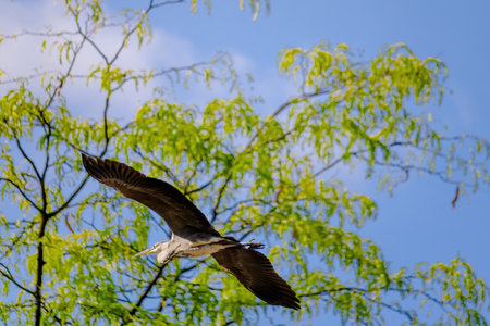 Grey heron is flying in the sky above a tree. The sky is clear and blue, and the bird is soaring high above the treeの写真素材
