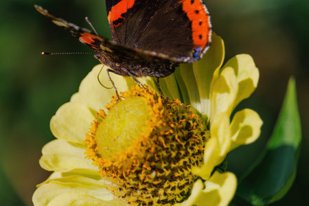 A butterfly is sitting on a yellow flower. The butterfly is brown and orangeの写真素材