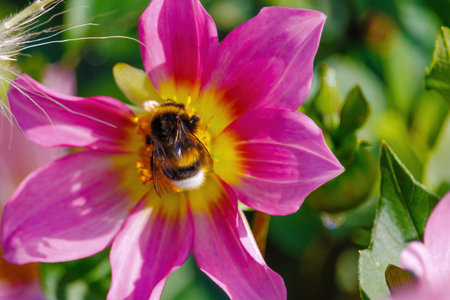 A bee is sitting on a pink flower. The flower is surrounded by green leaves. The bee is the main...