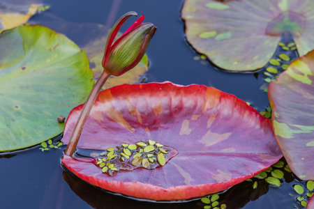 A purple flower with yellow petals is sitting in a pond. The flower is surrounded by green leaves and the water is calmの写真素材