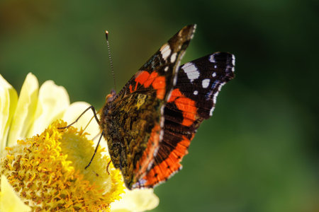 A butterfly is sitting on a yellow flower. The butterfly is brown and orange