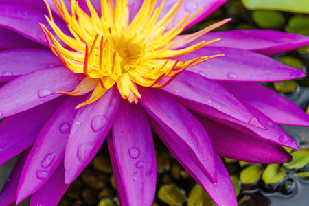 A purple flower with yellow petals is sitting in a pond. The flower is surrounded by green leaves and the water is calmの写真素材
