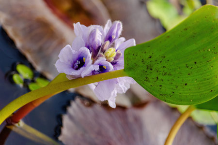 A purple flower with yellow petals is sitting in a pond. The flower is surrounded by green leaves and the water is calmの写真素材