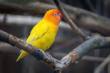 A yellow and orange bird is perched on a branch. The bird is small and has a bright colour. Fischers Lovebirdの写真素材