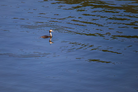 Great crested grebe in its natural habitat swimming in lake. water birds.