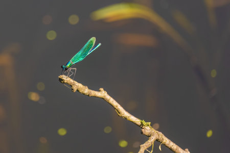A green dragonfly is perched on a branch. The image has a serene and peaceful mood, as the dragonfly...
