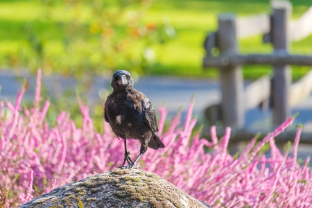 A black crow is walking on a sidewalk. The bird is looking to the left. The sidewalk is emptyの写真素材