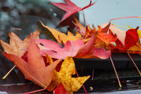 A pile of autumn leaves with a few red leaves and some yellow leaves. The leaves are wet and have a brownish colorの写真素材