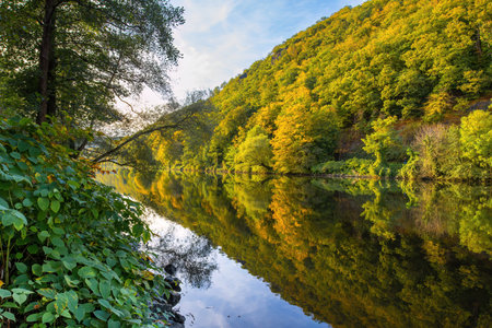 A beautiful forest with a river running through it. The water is calm and the trees are full of...