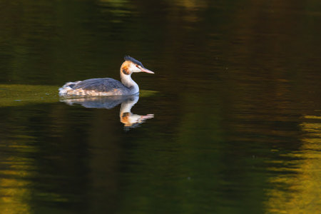 Great crested grebe in its natural habitat swimming in lake. water birds.の写真素材