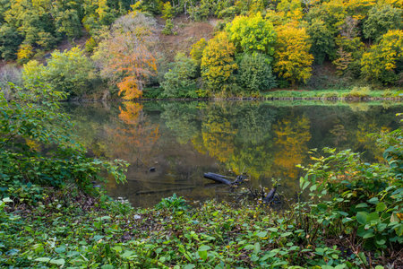 A beautiful forest with a river running through it. The water is calm and the trees are full of leaves. The scene is peaceful and sereneの写真素材