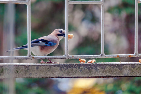 A bird is perched on a metal railing. The bird is small and brown. The railing is made of metal and is located on a buildingの写真素材