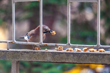 A jay is perched on a metal railing. The bird is small and brown. The railing is made of metal and is located on a buildingの写真素材
