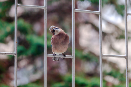 A jay is perched on a metal railing. The bird is small and brown. The railing is made of metal and is located on a buildingの写真素材