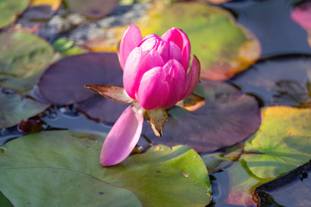 Beautiful blossom pink waterlily or lotus flower in pond. water flowers