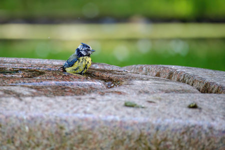 The great tit (Parus major). Wildlife scene from nature.の写真素材