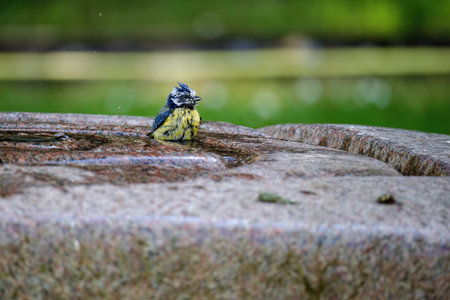 The great tit (Parus major). Wildlife scene from nature.の写真素材