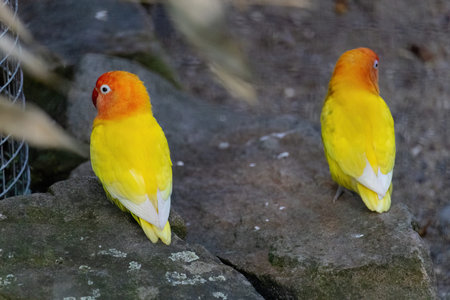 A yellow and orange bird. Fishers Lovebird