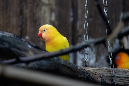A yellow and orange bird. Fishers Lovebirdの写真素材