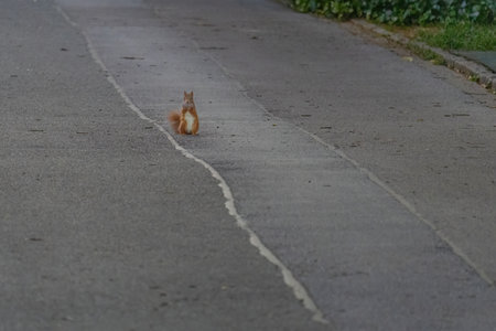 cute young squirrel playing at park, wildlifeの写真素材