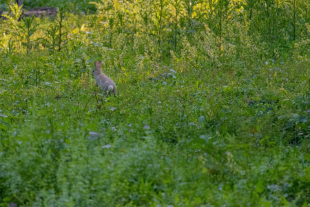 baby rabbit in green meadow.wild animals.