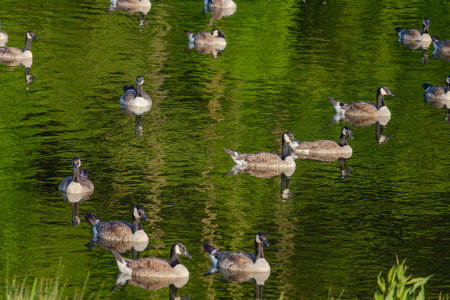 Grey wild goose, cute Water Birds Geese and Chicks at Lake