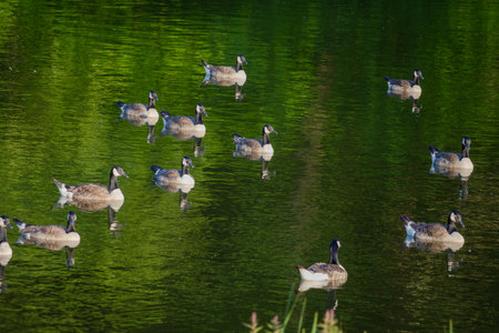 Grey wild goose, cute Water Birds Geese and Chicks at Lakeの写真素材