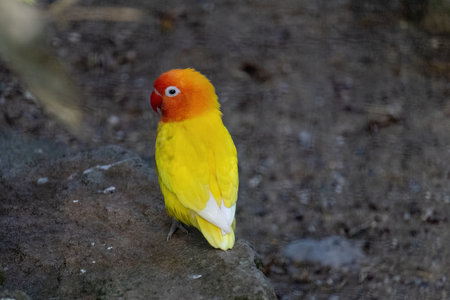 A yellow and orange bird. Fishers Lovebirdの写真素材