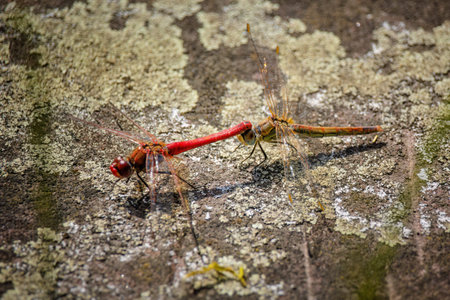 close up shot of a dragonfly in nature, insects