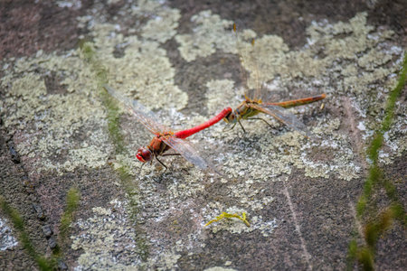 close up shot of a dragonfly in nature, insects