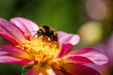 close up shot of bee on flower collecting pollen