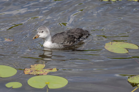 The Eurasian coot, Fulica atra, also known as the common coot, swims on a lake - black bird with red eyes and white beakの写真素材
