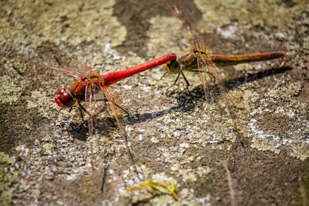 close up shot of a dragonfly in nature, insects