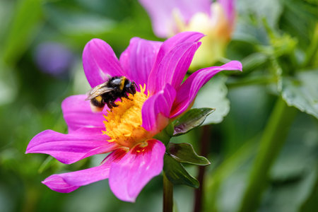 close up shot of bee on flower collecting pollen