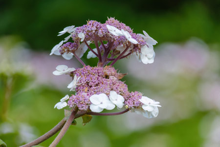 beautiful blossom flowers in the garden, bouquet, botanical