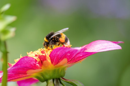 close up shot of bee on flower collecting pollen