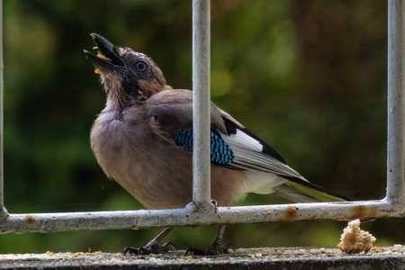 Close-up of eurasian jay perching, wildlife animals