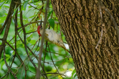 Close-up of European green woodpecker (Picus viridis) perching on treeの写真素材
