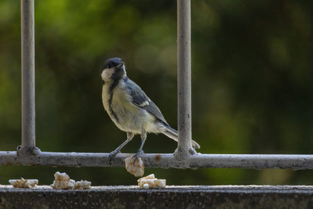 Great tit perching (Parus major), birds wildlife