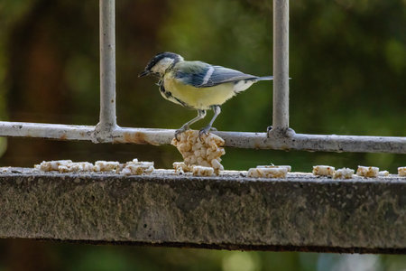 Great tit perching (Parus major), wildlife
