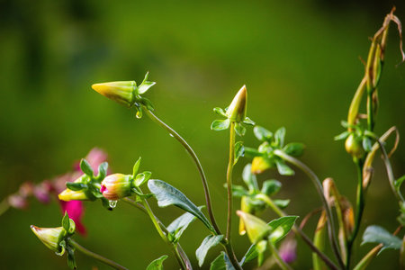 colorful flowers stands in the public parkの写真素材