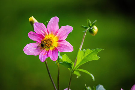 colorful autumn flowers in the public park