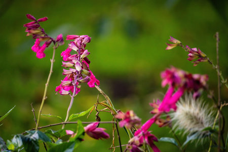 colorful flowers stands in the public parkの写真素材