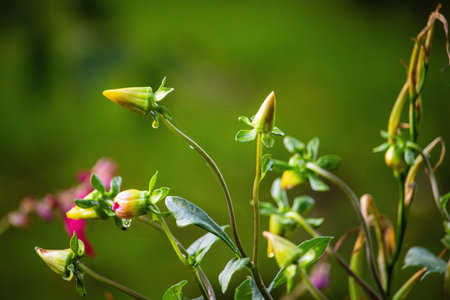 colorful flowers stands in the public parkの写真素材